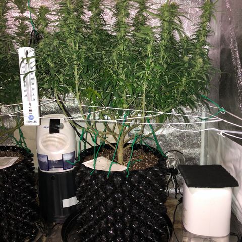 Jack Herer  growlog photo: Took pictures before lights out before going to work. Took pictures with and without flash. 