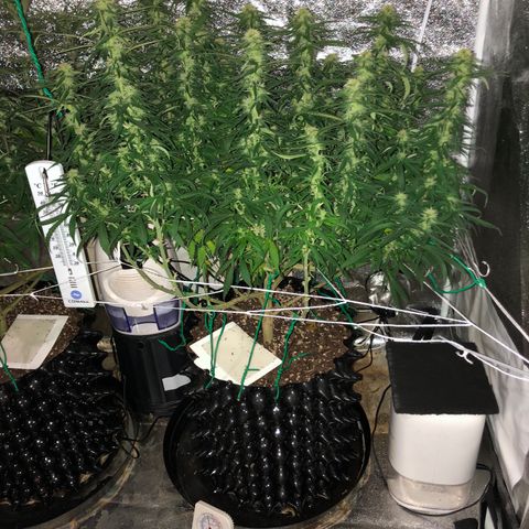 Jack Herer  growlog photo: Took pictures before lights out before going to work. Took pictures with and without flash. 