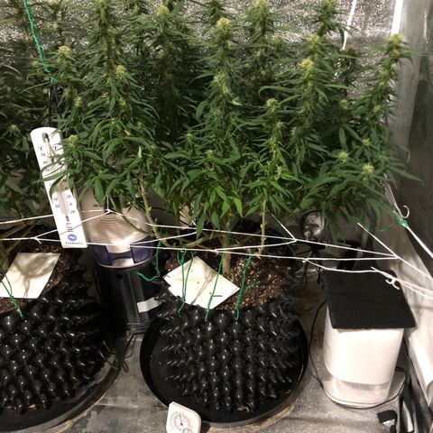 Jack Herer  growlog photo: Took pictures before lights out before going to work. Took pictures with and without flash. 