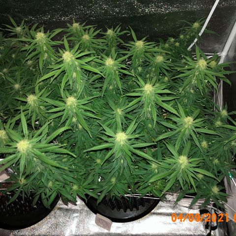 Jack Herer  growlog photo: Took pictures before lights out before going to work. Took pictures with and without flash. 
