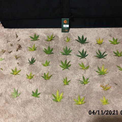 timeline