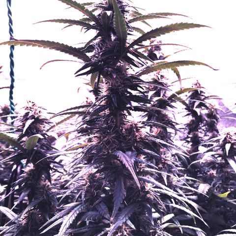 Jack Herer  growlog photo: Took environmental monitoring pictures at lights on and humidity was at 48.4% and the temperature was 73.6°F!  Took close up pictures of developing flowers 🌺. Now on to big buds! 🙂