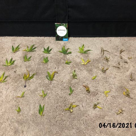 Jack Herer  growlog photo: Took off some bad leaves 🍁 from Jack Herer. 