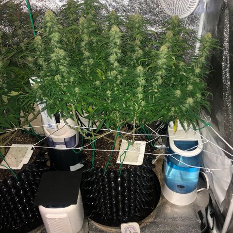 Jack Herer  growlog photo: Took pictures Jack Herer 🪴 at lights out with lights off for accurate colors. 