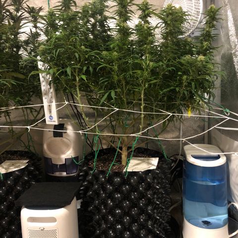 Jack Herer  growlog photo: Took pictures Jack Herer 🪴 at lights out with lights off for accurate colors. 