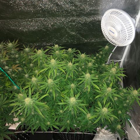 Jack Herer  growlog photo: Took pictures Jack Herer 🪴 at lights out with lights off for accurate colors. 