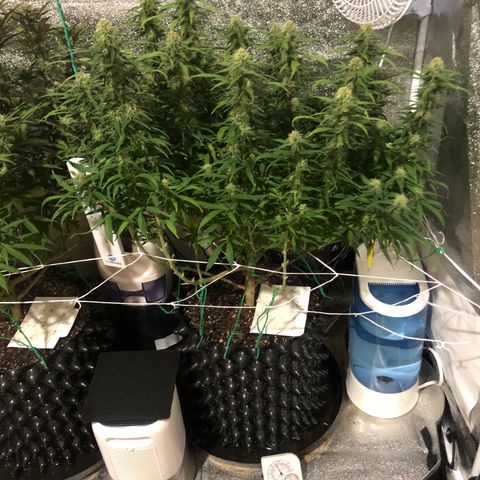 Jack Herer  growlog photo: Took pictures Jack Herer 🪴 at lights out with lights off for accurate colors. 