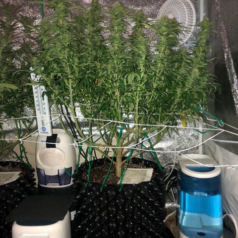 Jack Herer  growlog photo: Took pictures Jack Herer 🪴 at lights out with lights off for accurate colors. 