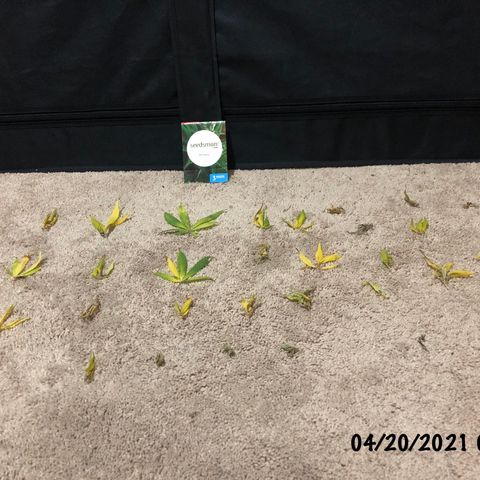 Jack Herer  growlog photo: Removed bad leaves 🍁 on Jack Herer 🪴. 