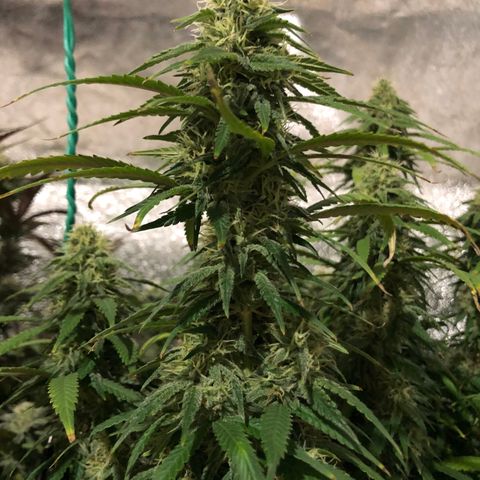 Jack Herer  growlog photo: Took a close up photo of Jack Herer 🪴 at lights on with lights off for accurate colors. 
