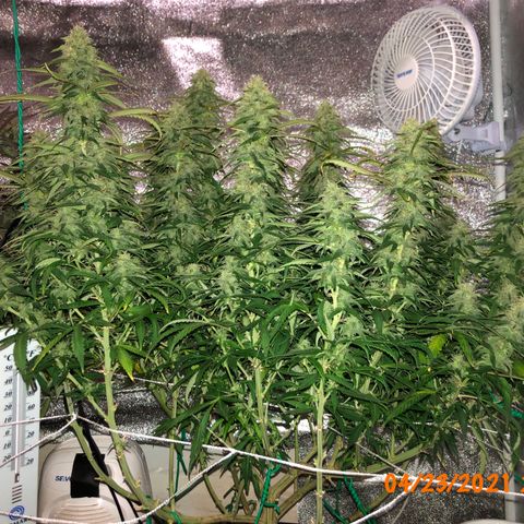 Jack Herer  growlog photo: Took pictures of Jack Herer 🪴 at lights on with lights off for accurate colors. 