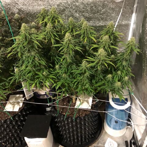 Jack Herer  growlog photo: Took pictures of Jack Herer 🪴 at lights on with lights off for accurate colors. 