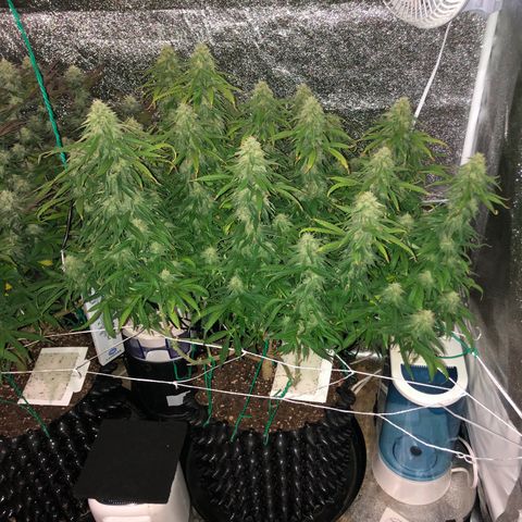 Jack Herer  growlog photo: Took pictures of Jack Herer 🪴 at lights on with lights off for accurate colors. 