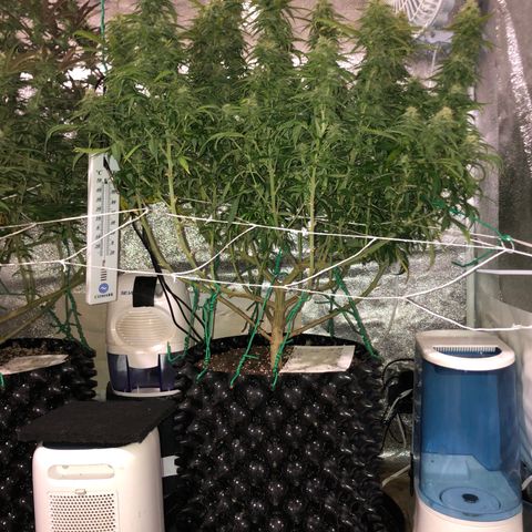 Jack Herer  growlog photo: Took pictures of Jack Herer 🪴 at lights on with lights off for accurate colors. 