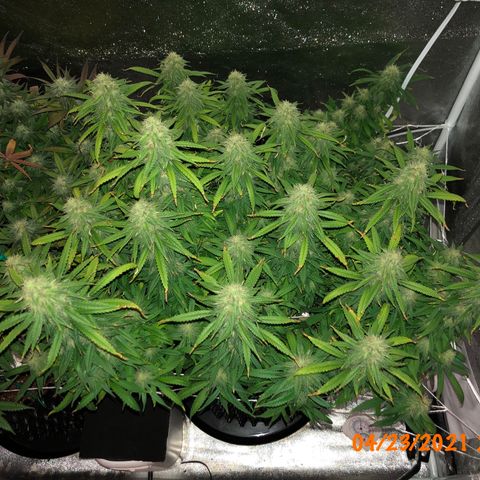 Jack Herer  growlog photo: Took pictures of Jack Herer 🪴 at lights on with lights off for accurate colors. 