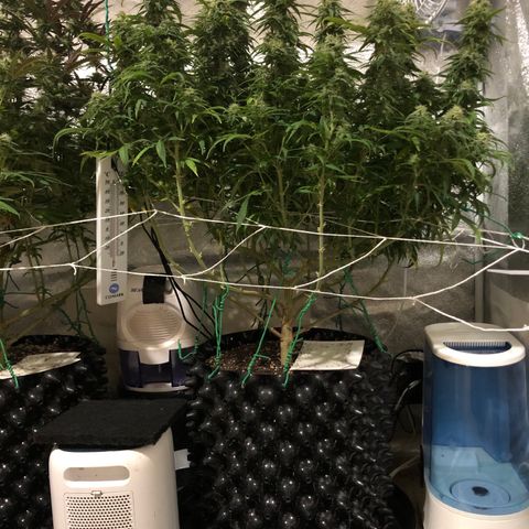 Jack Herer  growlog photo: Took pictures of Jack Herer 🪴 at lights on with lights off for accurate colors. 