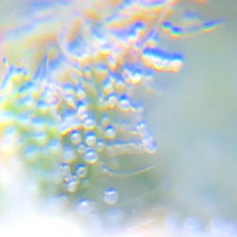 Jack Herer  growlog photo: TRICHOME MONITORING: Took some close up photos of trichomes on Jack Herer 🪴. It is a pain in the ass to keep steady. As of this post, the best method for taking photos of trichomes is to record video while saying the name of the plant 🪴 as a marker then go back to photos and “try” to pick out a good frame 🖼. After you found a good frame,zoom into the in focus trichomes and take a screenshot. 