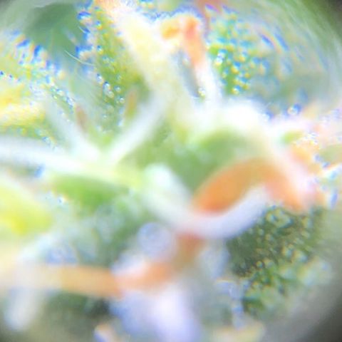 Jack Herer  growlog photo: TRICHOME MONITORING: Took some close up photos of trichomes on Jack Herer 🪴. It is a pain in the ass to keep steady. As of this post, the best method for taking photos of trichomes is to record video while saying the name of the plant 🪴 as a marker then go back to photos and “try” to pick out a good frame 🖼. After you found a good frame,zoom into the in focus trichomes and take a screenshot. 