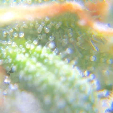 Jack Herer  growlog photo: TRICHOME MONITORING: Took some close up photos of trichomes on Jack Herer 🪴. It is a pain in the ass to keep steady. As of this post, the best method for taking photos of trichomes is to record video while saying the name of the plant 🪴 as a marker then go back to photos and “try” to pick out a good frame 🖼. After you found a good frame,zoom into the in focus trichomes and take a screenshot. 