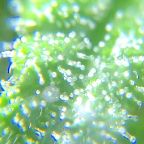 Jack Herer  growlog photo: TRICHOME MONITORING: Took some close up photos of trichomes on Jack Herer 🪴. It is a pain in the ass to keep steady. As of this post, the best method for taking photos of trichomes is to record video while saying the name of the plant 🪴 as a marker then go back to photos and “try” to pick out a good frame 🖼. After you found a good frame,zoom into the in focus trichomes and take a screenshot. 
