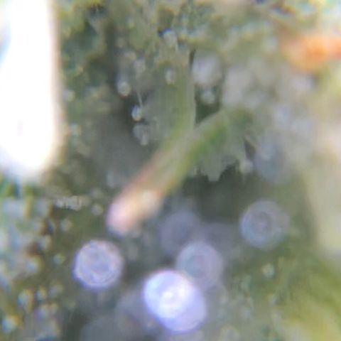 Jack Herer  growlog photo: TRICHOME MONITORING: Took some close up photos of trichomes on Jack Herer 🪴. It is a pain in the ass to keep steady. As of this post, the best method for taking photos of trichomes is to record video while saying the name of the plant 🪴 as a marker then go back to photos and “try” to pick out a good frame 🖼. After you found a good frame,zoom into the in focus trichomes and take a screenshot. 