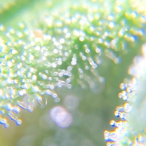 Jack Herer  growlog photo: TRICHOME MONITORING: Took some close up photos of trichomes on Jack Herer 🪴. It is a pain in the ass to keep steady. As of this post, the best method for taking photos of trichomes is to record video while saying the name of the plant 🪴 as a marker then go back to photos and “try” to pick out a good frame 🖼. After you found a good frame,zoom into the in focus trichomes and take a screenshot. 