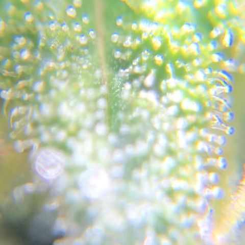 Jack Herer  growlog photo: TRICHOME MONITORING: Took some close up photos of trichomes on Jack Herer 🪴. It is a pain in the ass to keep steady. As of this post, the best method for taking photos of trichomes is to record video while saying the name of the plant 🪴 as a marker then go back to photos and “try” to pick out a good frame 🖼. After you found a good frame,zoom into the in focus trichomes and take a screenshot. 