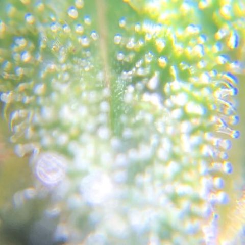 Jack Herer  growlog photo: TRICHOME MONITORING: Took some close up photos of trichomes on Jack Herer 🪴. It is a pain in the ass to keep steady. As of this post, the best method for taking photos of trichomes is to record video while saying the name of the plant 🪴 as a marker then go back to photos and “try” to pick out a good frame 🖼. After you found a good frame,zoom into the in focus trichomes and take a screenshot. 