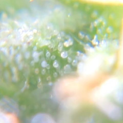 Jack Herer  growlog photo: TRICHOME MONITORING: Took some close up photos of trichomes on Jack Herer 🪴. It is a pain in the ass to keep steady. As of this post, the best method for taking photos of trichomes is to record video while saying the name of the plant 🪴 as a marker then go back to photos and “try” to pick out a good frame 🖼. After you found a good frame,zoom into the in focus trichomes and take a screenshot. 