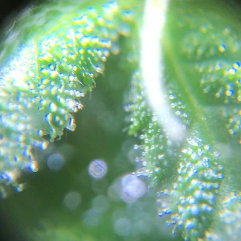Jack Herer  growlog photo: TRICHOME MONITORING: Took some close up photos of trichomes on Jack Herer 🪴. It is a pain in the ass to keep steady. As of this post, the best method for taking photos of trichomes is to record video while saying the name of the plant 🪴 as a marker then go back to photos and “try” to pick out a good frame 🖼. After you found a good frame,zoom into the in focus trichomes and take a screenshot. 