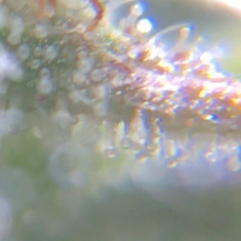 Jack Herer  growlog photo: TRICHOME MONITORING: Took some close up photos of trichomes on Jack Herer 🪴. It is a pain in the ass to keep steady. As of this post, the best method for taking photos of trichomes is to record video while saying the name of the plant 🪴 as a marker then go back to photos and “try” to pick out a good frame 🖼. After you found a good frame,zoom into the in focus trichomes and take a screenshot. 