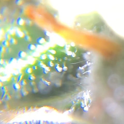 Jack Herer  growlog photo: TRICHOME MONITORING: Took some close up photos of trichomes on Jack Herer 🪴. It is a pain in the ass to keep steady. As of this post, the best method for taking photos of trichomes is to record video while saying the name of the plant 🪴 as a marker then go back to photos and “try” to pick out a good frame 🖼. After you found a good frame,zoom into the in focus trichomes and take a screenshot. 