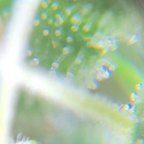 Jack Herer  growlog photo: TRICHOME MONITORING: Took some close up photos of trichomes on Jack Herer 🪴. It is a pain in the ass to keep steady. As of this post, the best method for taking photos of trichomes is to record video while saying the name of the plant 🪴 as a marker then go back to photos and “try” to pick out a good frame 🖼. After you found a good frame,zoom into the in focus trichomes and take a screenshot. 