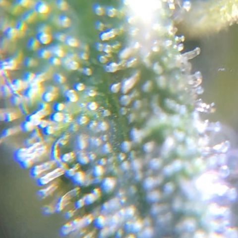 Jack Herer  growlog photo: TRICHOME MONITORING: Took some close up photos of trichomes on Jack Herer 🪴. It is a pain in the ass to keep steady. As of this post, the best method for taking photos of trichomes is to record video while saying the name of the plant 🪴 as a marker then go back to photos and “try” to pick out a good frame 🖼. After you found a good frame,zoom into the in focus trichomes and take a screenshot. 