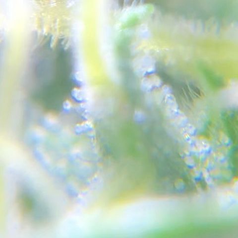 Jack Herer  growlog photo: TRICHOME MONITORING: Took some close up photos of trichomes on Jack Herer 🪴. It is a pain in the ass to keep steady. As of this post, the best method for taking photos of trichomes is to record video while saying the name of the plant 🪴 as a marker then go back to photos and “try” to pick out a good frame 🖼. After you found a good frame,zoom into the in focus trichomes and take a screenshot. 