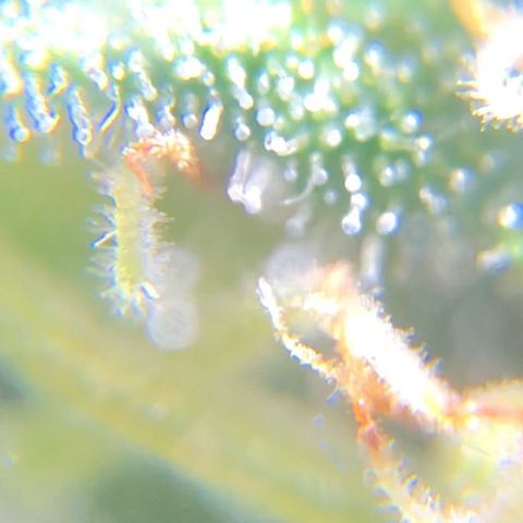 Jack Herer  growlog photo: Took some trichome monitoring pictures of Jack Herer 🪴.