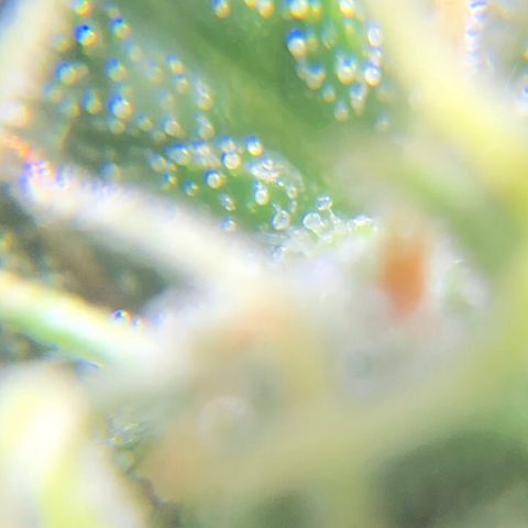 Jack Herer  growlog photo: Took some trichome monitoring pictures of Jack Herer 🪴.