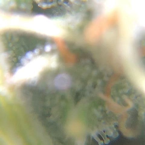 Jack Herer  growlog photo: Took some trichome monitoring pictures of Jack Herer 🪴.