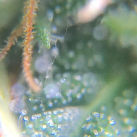 Jack Herer  growlog photo: Took some trichome monitoring pictures of Jack Herer 🪴.