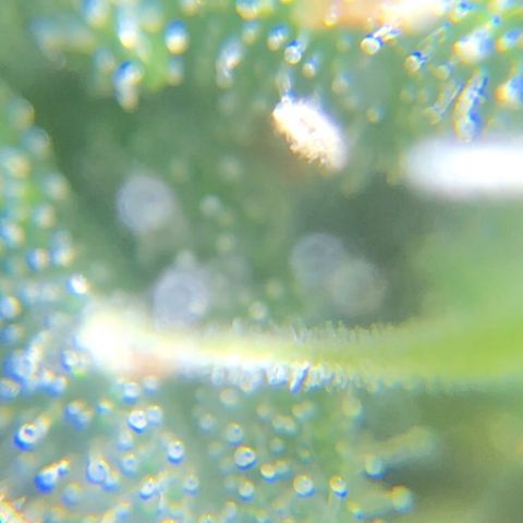 Jack Herer  growlog photo: Took some trichome monitoring pictures of Jack Herer 🪴.