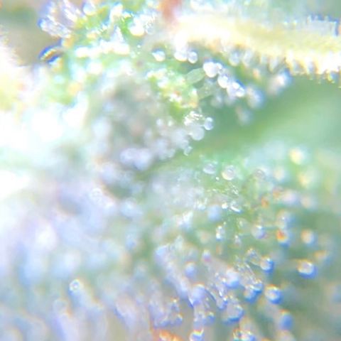 Jack Herer  growlog photo: Took some trichome monitoring pictures of Jack Herer 🪴.