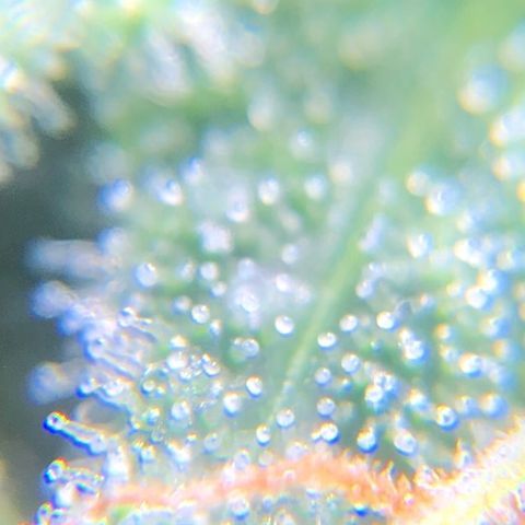 Jack Herer  growlog photo: Took some trichome monitoring pictures of Jack Herer 🪴.