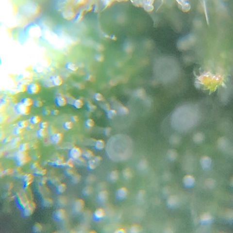Jack Herer  growlog photo: Took some trichome monitoring pictures of Jack Herer 🪴.