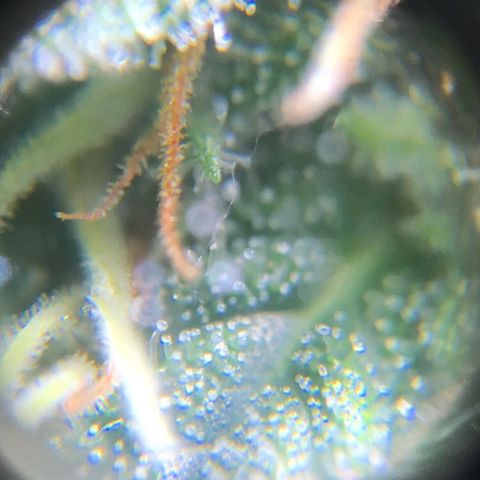 Jack Herer  growlog photo: Took some trichome monitoring pictures of Jack Herer 🪴.