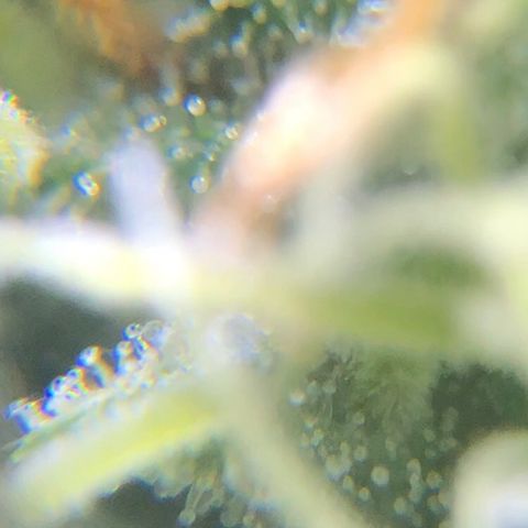 Jack Herer  growlog photo: Took some trichome monitoring pictures of Jack Herer 🪴.