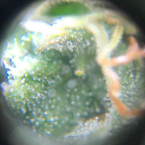 Jack Herer  growlog photo: Took some trichome monitoring pictures of Jack Herer 🪴.
