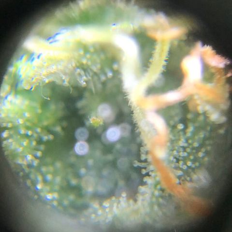 Jack Herer  growlog photo: Took some trichome monitoring pictures of Jack Herer 🪴.