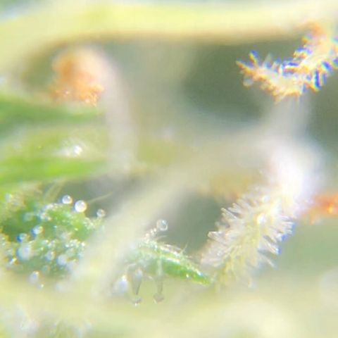 Jack Herer  growlog photo: Took some trichome monitoring pictures of Jack Herer 🪴.