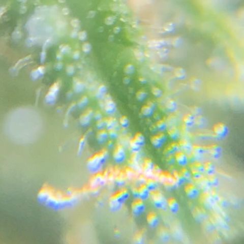 Jack Herer  growlog photo: Took some trichome monitoring pictures of Jack Herer 🪴.
