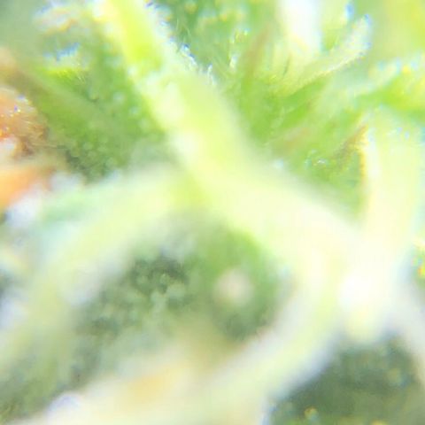 Jack Herer  growlog photo: Took some trichome monitoring pictures of Jack Herer 🪴.